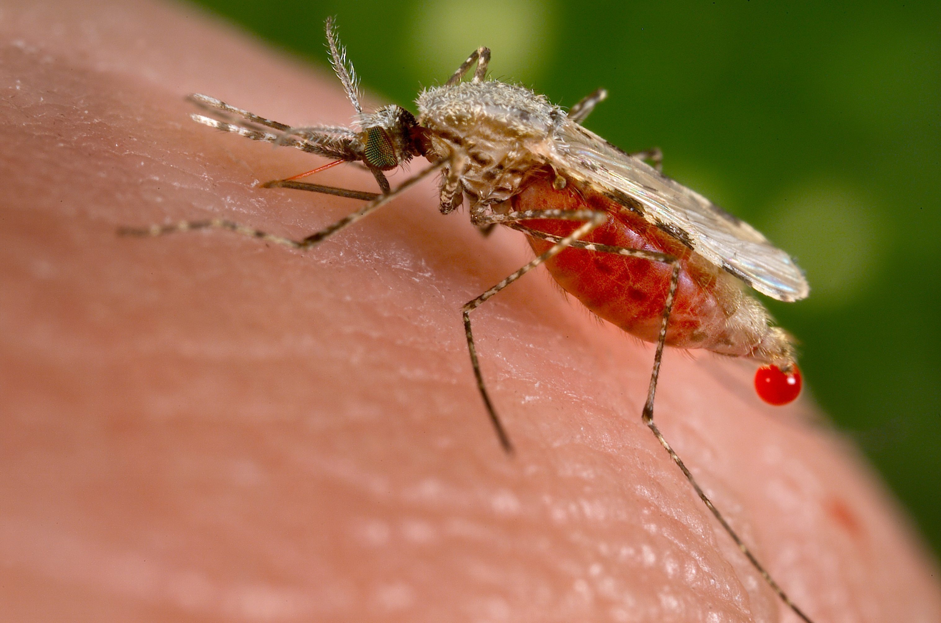 Anopheles stephensi.