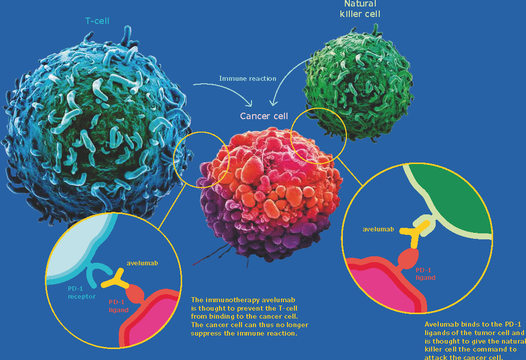 Авелумаб (avelumab).