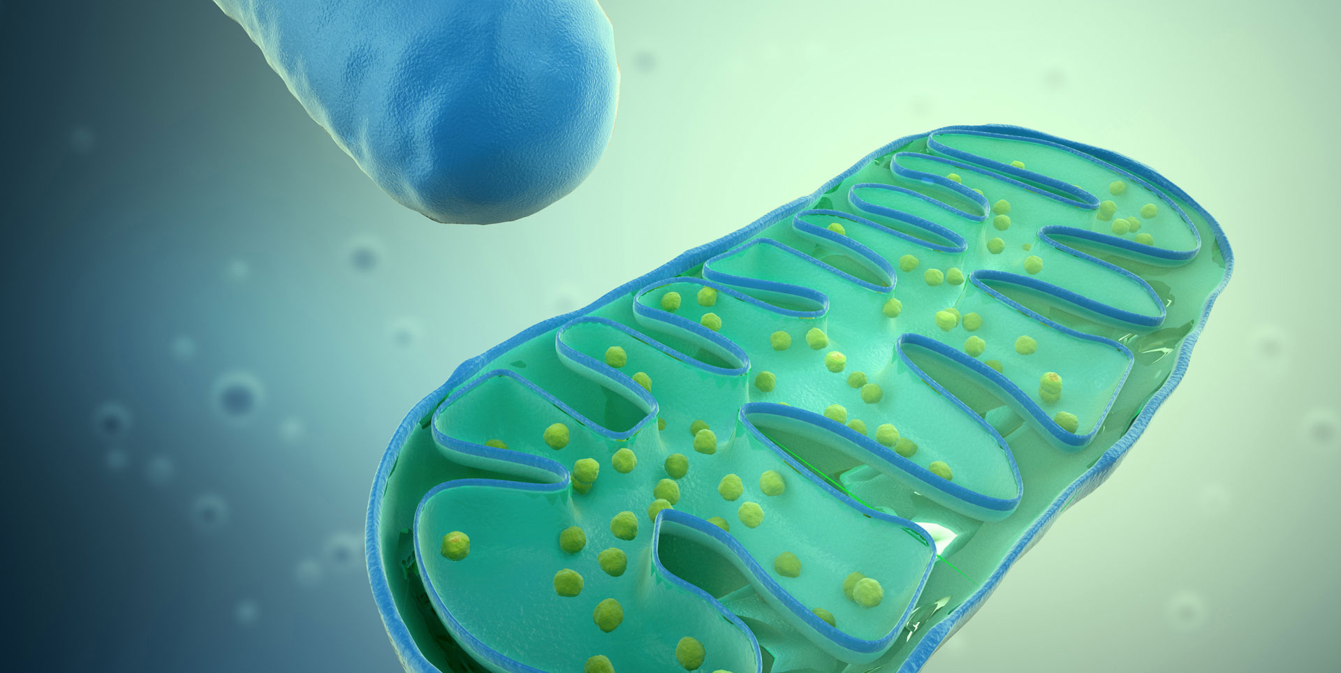 «Имьюномет терапьютикс» (ImmunoMet Therapeutics).