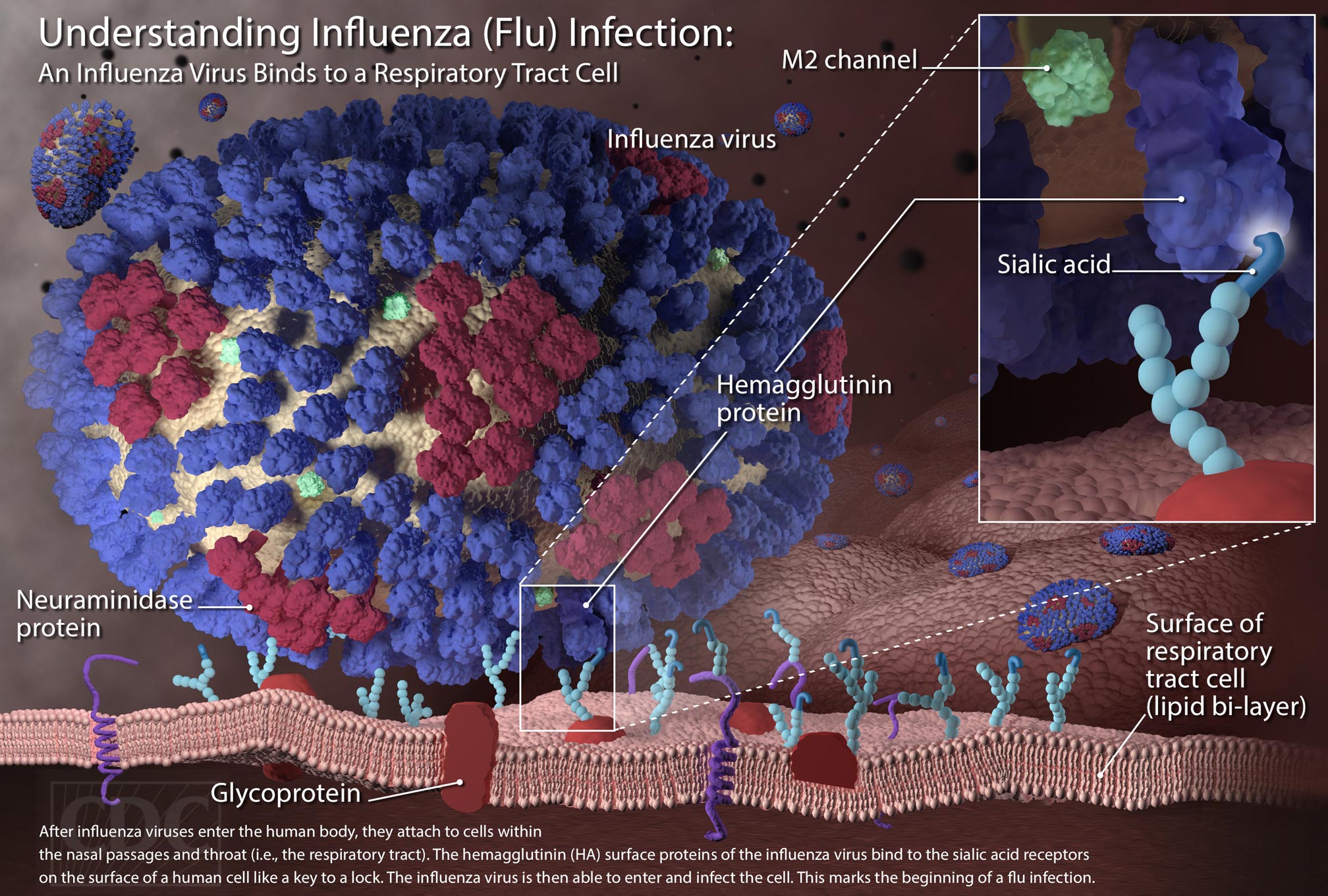 Придумана универсальная вакцина против гриппа