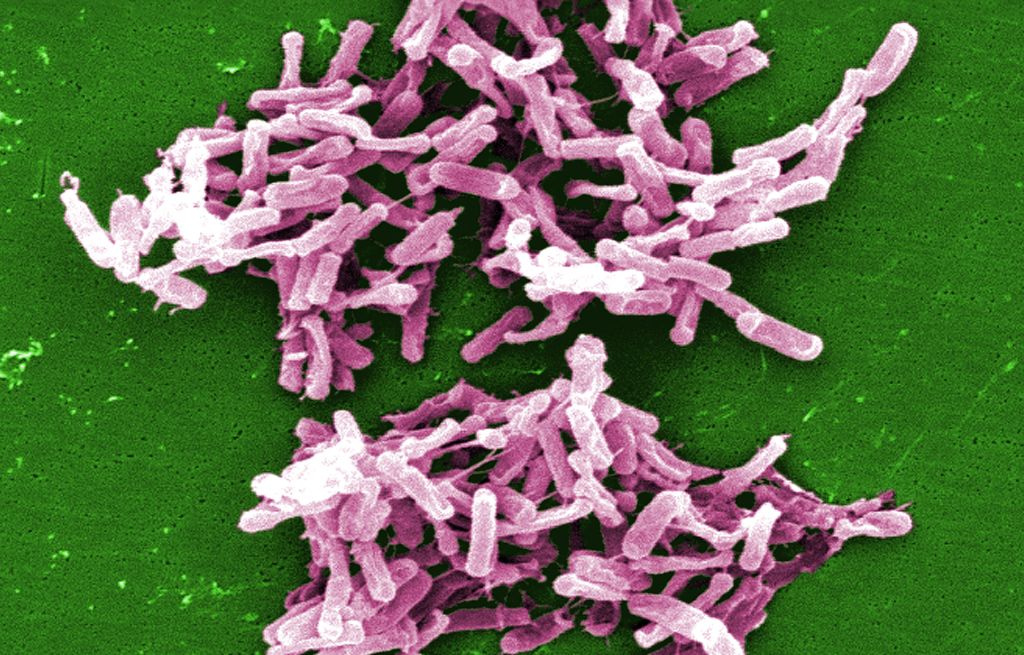 Clostridium difficile.
