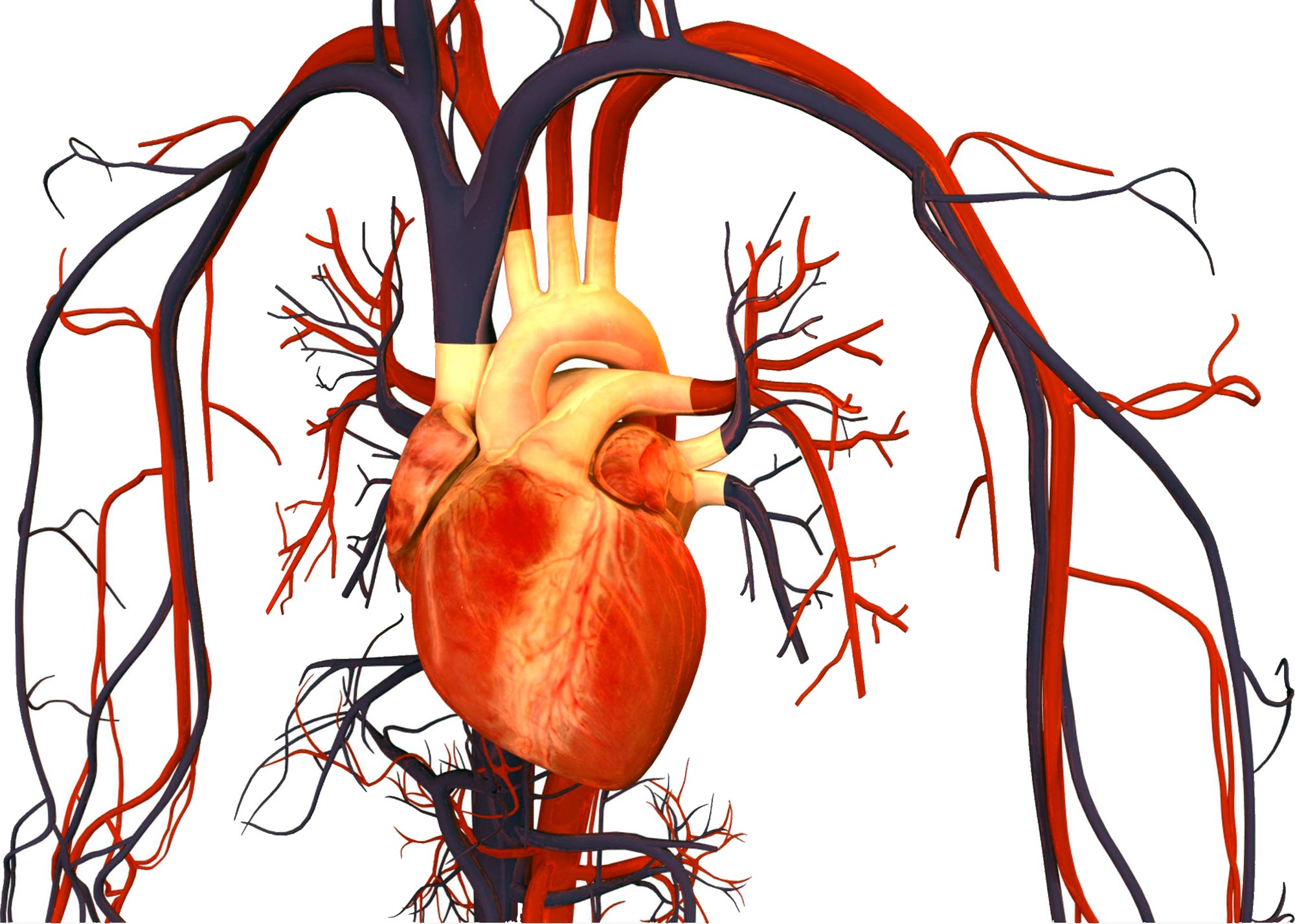 Болезни сосудов человека. ССС сердечно сосудистая система. Сосуды сердца. Сердце и кровеносные сосуды. Сердечно-сосудистая система арт.