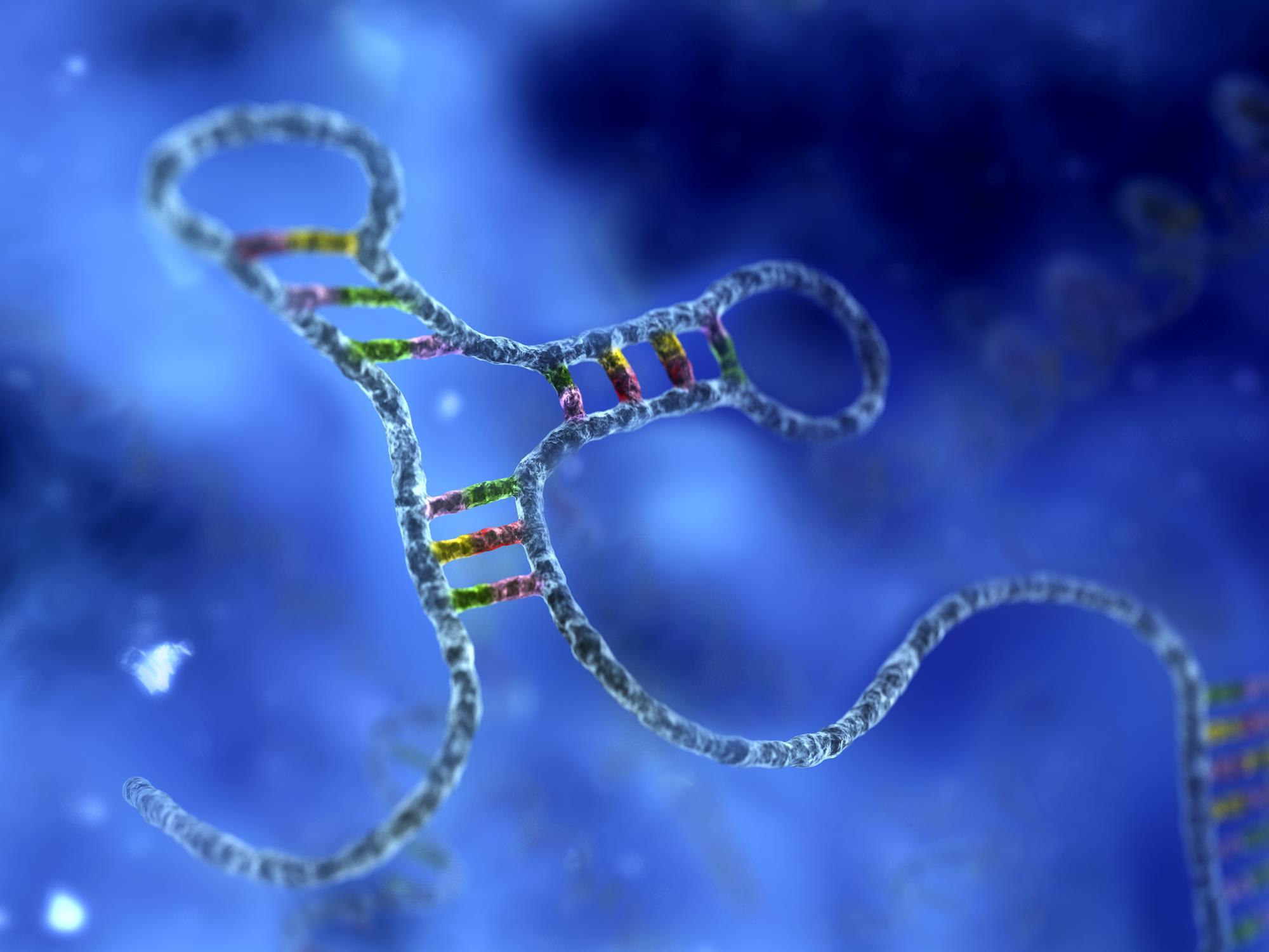 Рисунок молекулы рнк. Одноцепочечная РНК. Молекула РНК. Строение молекулы РНК.