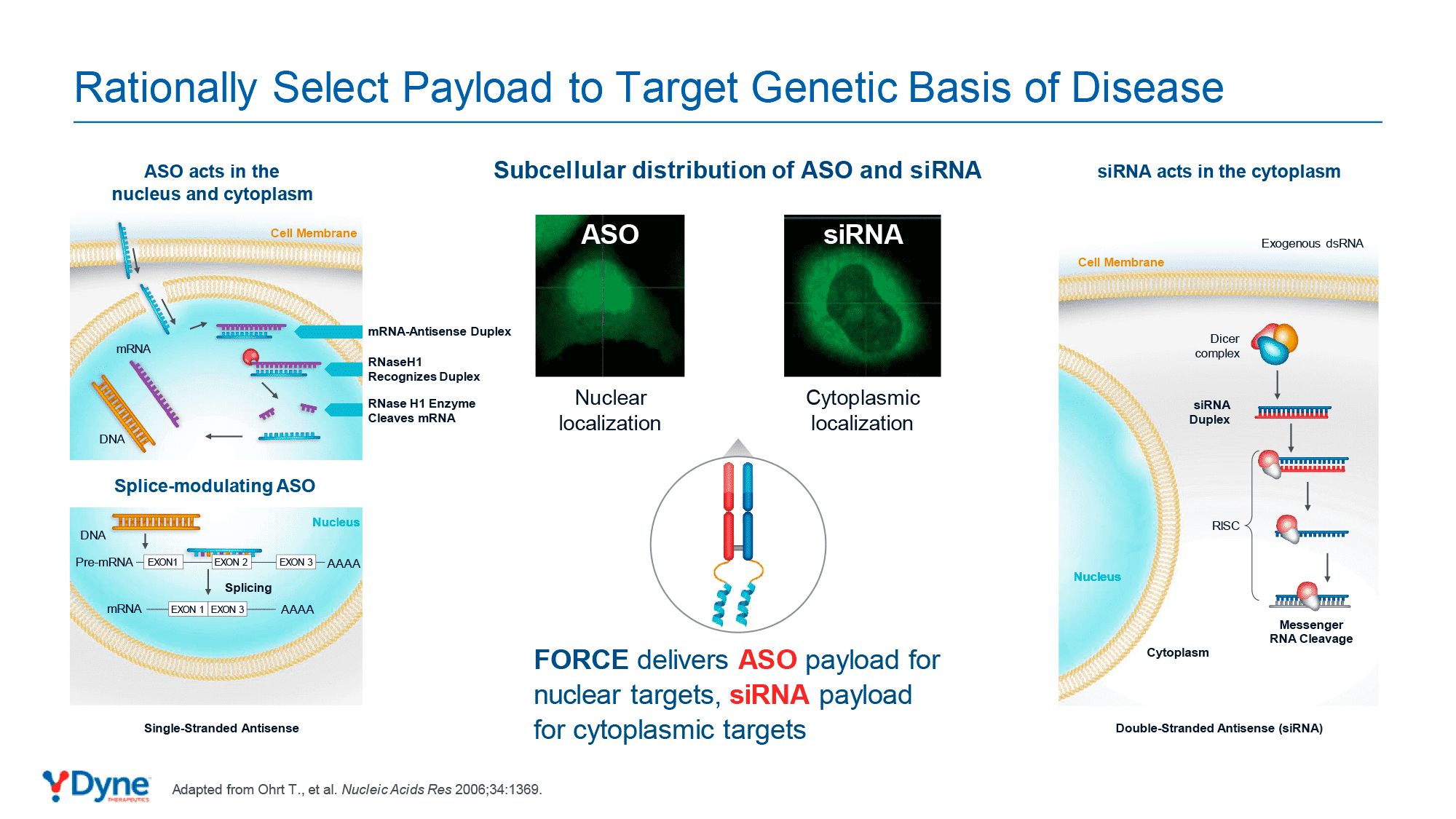 Dyne Therapeutics: лечение миодистрофии Дюшенна и миотонической дистрофии |  МОСМЕДПРЕПАРАТЫ